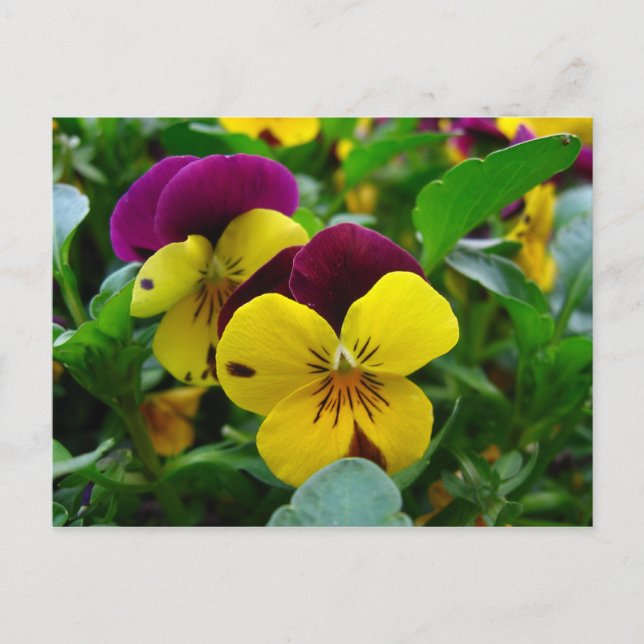 Carte Postale Pansy (Devant)