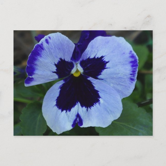 Carte postale Pansy Bloom (Devant)
