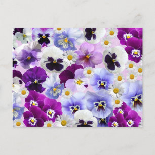 Carte Postale Pansy coloré et Fleurs marguerites