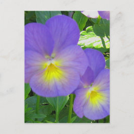 Carte postale Pansy Facile