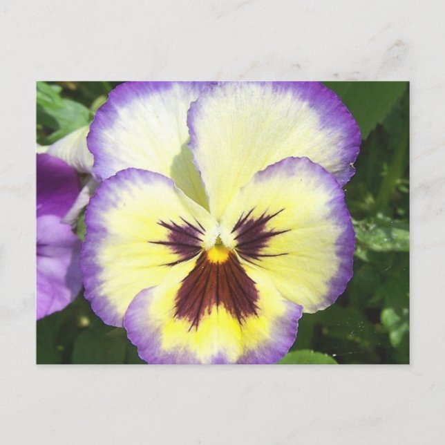 Carte postale Pansy Flower Pictures (Devant)