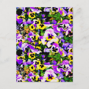 Carte Postale pansy flowers