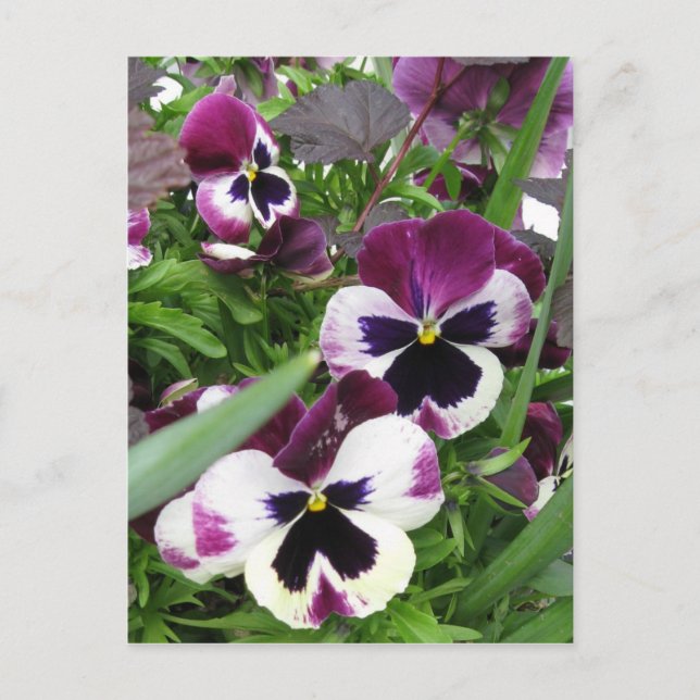 Carte postale Pansy Garden (Devant)