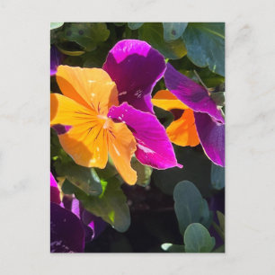 Carte postale Pansy orange et violet