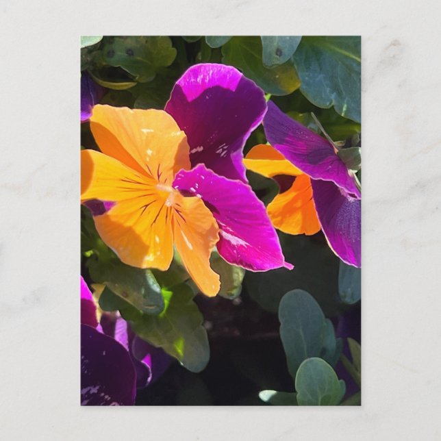 Carte postale Pansy orange et violet (Devant)