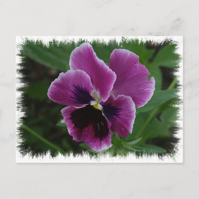 Carte postale Pansy Pictures (Devant)