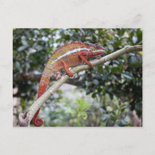 Carte Postale Panther chameleon