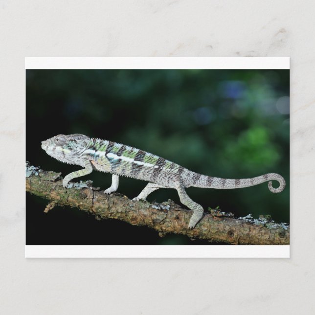 Carte Postale panther chameleon (Devant)