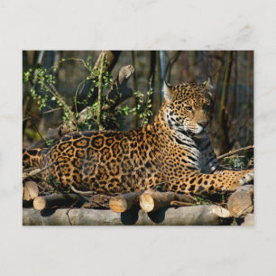 Carte postale Panthera Jaguar