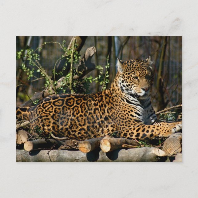 Carte postale Panthera Jaguar (Devant)