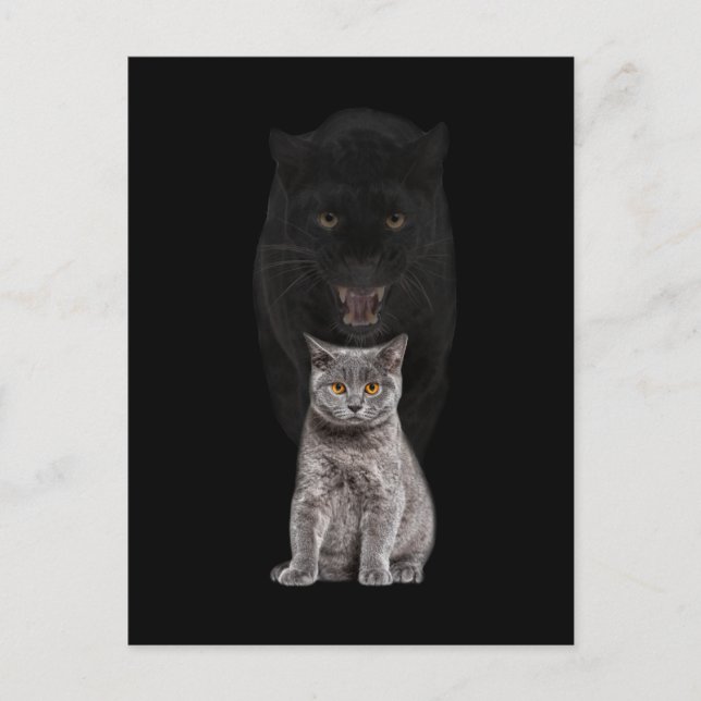 Carte Postale Panthère de chat noir Évolution de la mignonette a (Devant)