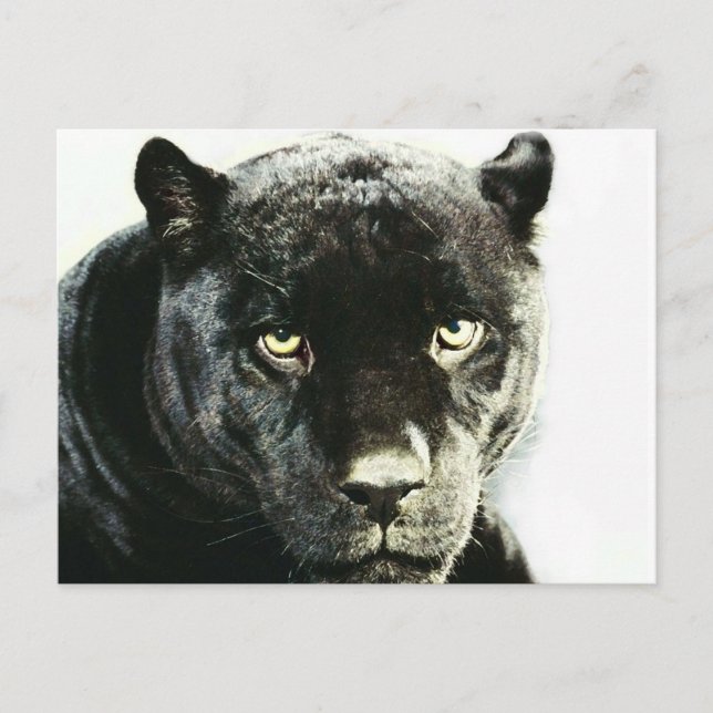 Carte Postale Panthère noire Jaguar (Devant)