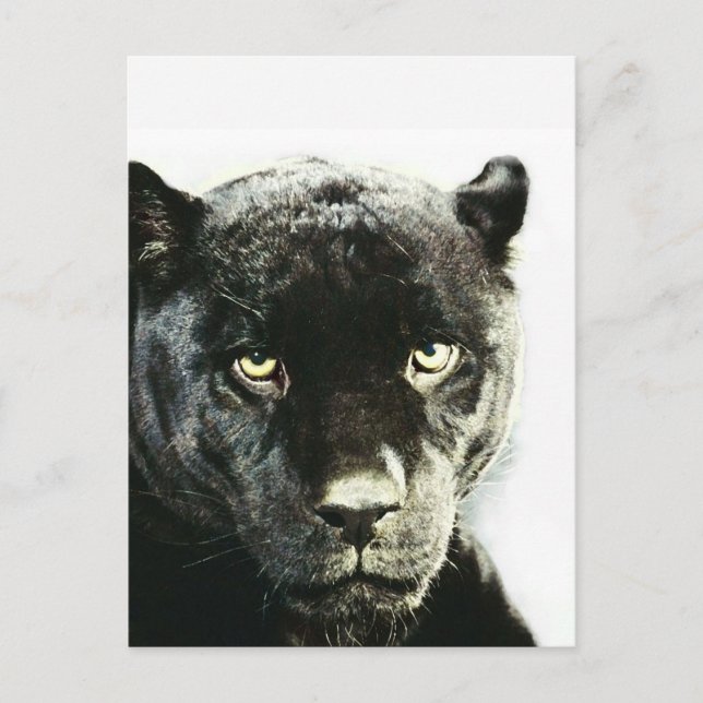 Carte Postale Panthère noire Jaguar (Devant)
