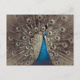 Carte Postale Paon Bleu Antique