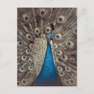 Carte Postale Paon Bleu Antique