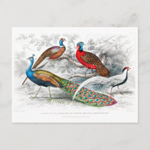 Carte Postale Paon et faisans - Oliver Goldsmith - vintage