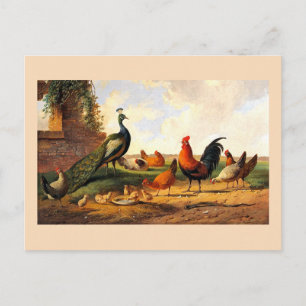 Carte Postale Paon et poules