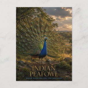 Carte Postale Paon indien lisière de forêt ANIMALS