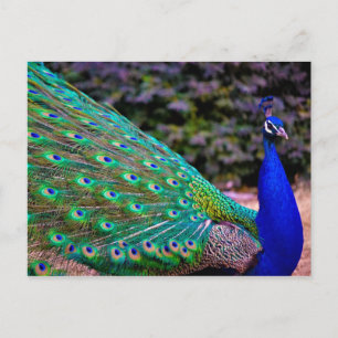 Carte Postale Paon indien (Pavo cristatus)