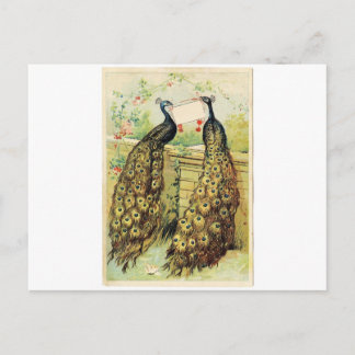 Carte Postale Paons vintages