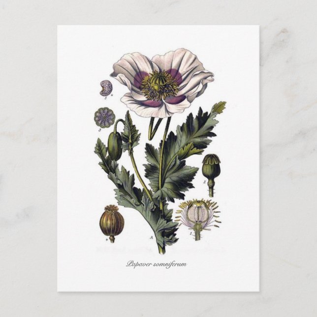 Carte Postale Papaver somniferum (Devant)
