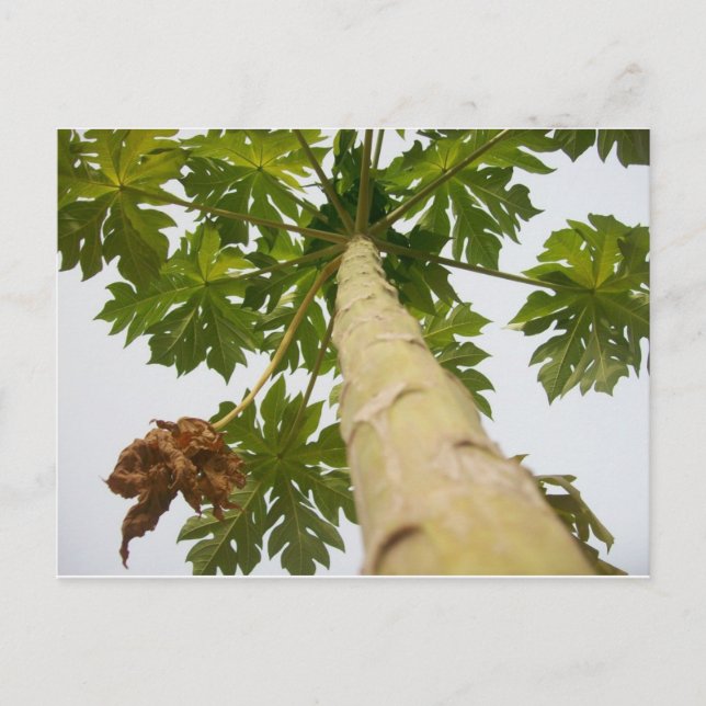 Carte Postale Papaya Tree, Nigeria (Devant)