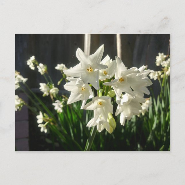 Carte Postale Paperwhites Narcissus (Devant)