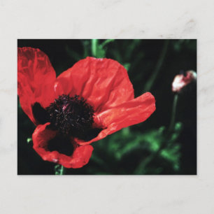 Carte Postale Papery Red Poppy
