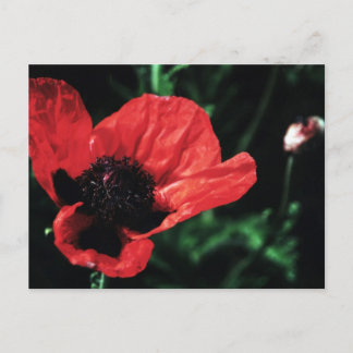 Carte Postale Papery Red Poppy