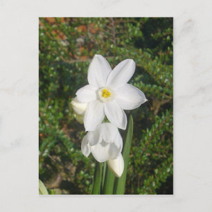 Carte postale Papier blanc