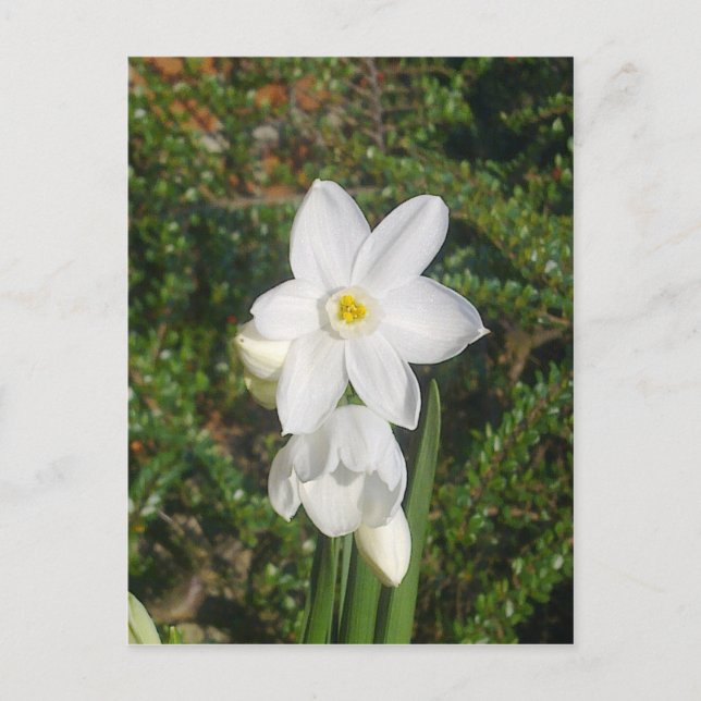 Carte postale Papier blanc (Devant)