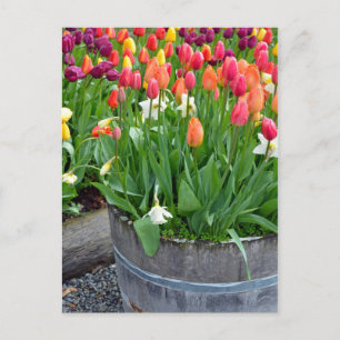 Carte postale papier colorée à planter tulipes à r