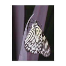 Papier papillon Kite sur violet