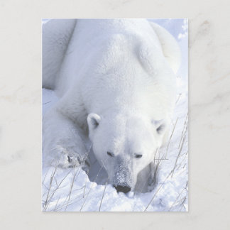 Carte Postale Papier polaire