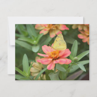 Carte Postale Papillon