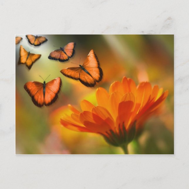 Carte Postale papillon (Devant)