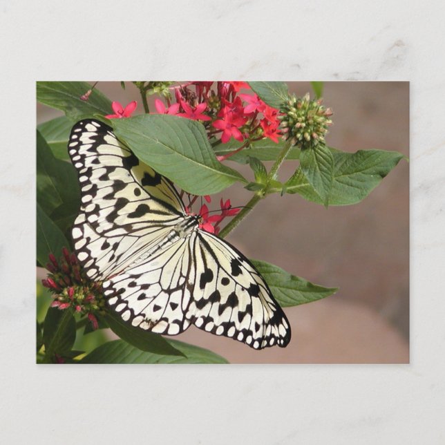 Carte postale papillon (Devant)