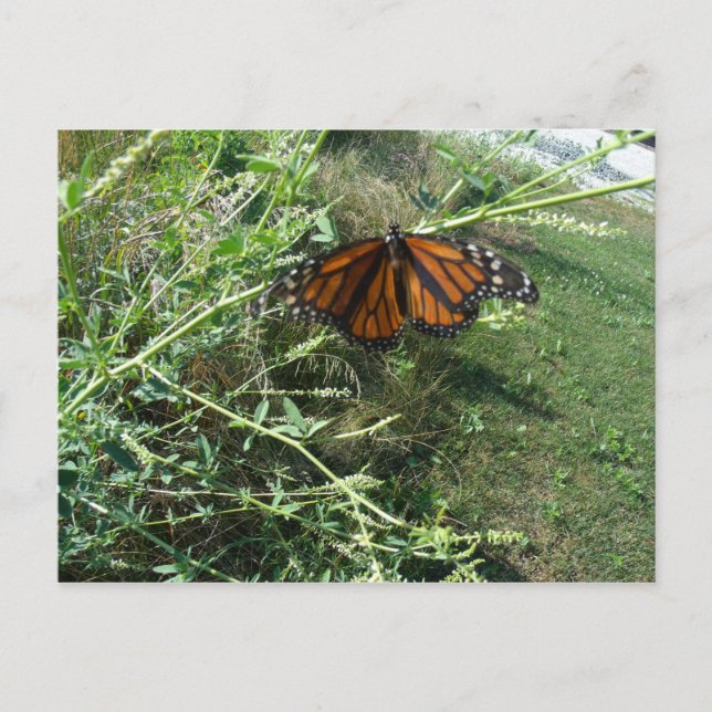 Carte Postale Papillon (Devant)