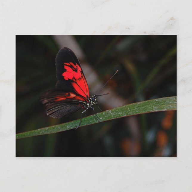 Carte postale papillon (Devant)