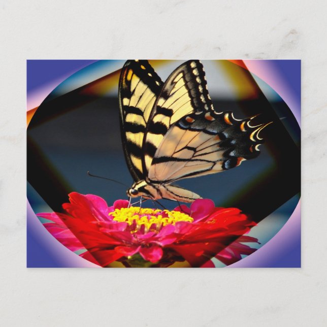 Carte postale Papillon (Devant)
