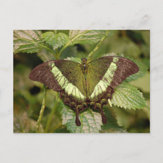 Carte postale papillon