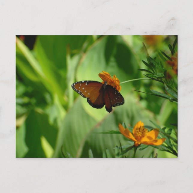 Carte Postale Papillon (Devant)