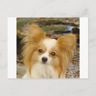 Carte Postale Papillon