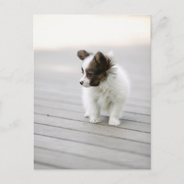 Carte Postale Papillon (Devant)