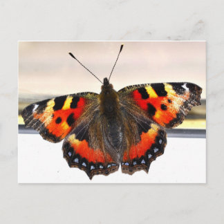 Carte Postale Papillon.