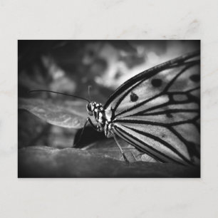 Carte Postale papillon