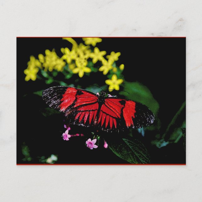 Carte Postale Papillon (Devant)