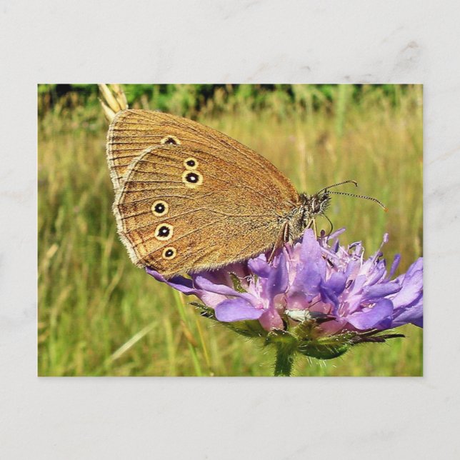 Carte Postale Papillon (Devant)