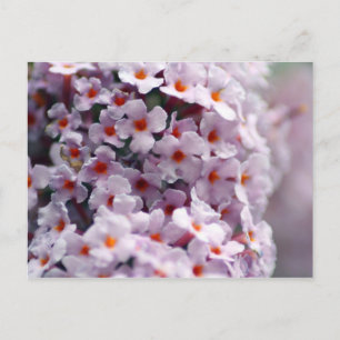 Carte Postale Papillon