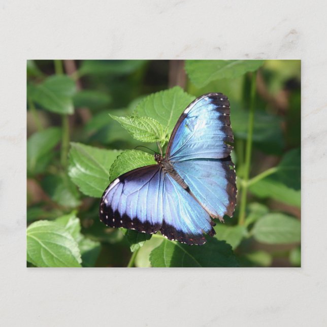 Carte Postale papillon (Devant)